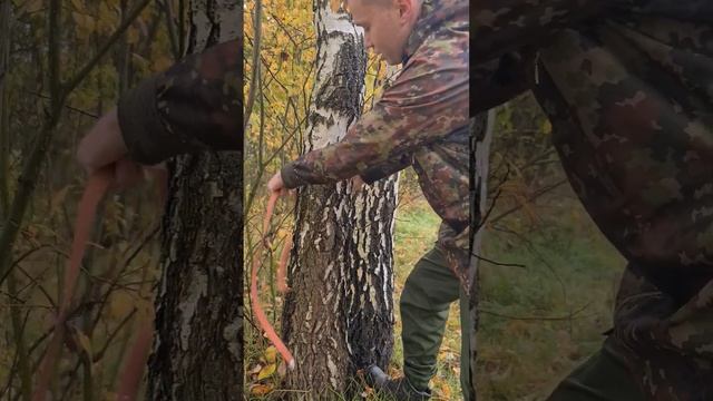 Поиск грибов