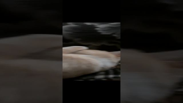 1000008685.mp4барсик смотреть онлайн