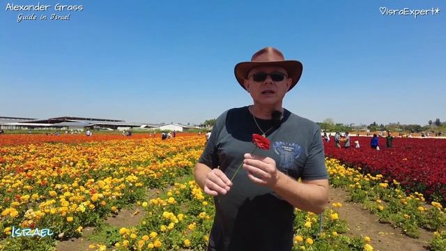 Как цветут Лютики в Израиле / По Израилю с Гидом смотреть онлайн