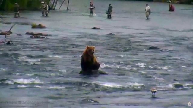 Аляска Медведи ловят рыбу в водопаде 2015 Ч 1 Медведь и чокнутые рыболовы Bear and crazy fishermen смотреть онлайн