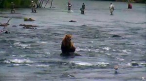 Аляска Медведи ловят рыбу в водопаде 2015 Ч 1 Медведь и чокнутые рыболовы Bear and crazy fishermen