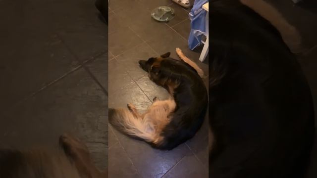 #немецкаяовчарка #форд всем спокойной ночи³ смотреть онлайн