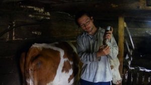 Укол витаминов корове