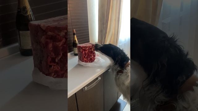 Собака ест Мясо ? смотреть онлайн