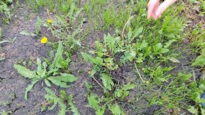 Так ли эффективен ручной корнеудалитель в борьбе с одуванчиками?