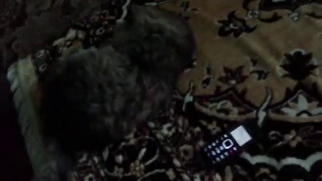 Котик и звонящий телефон смотреть онлайн