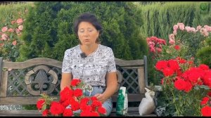 Как подготовить розы ко второму цветению. Непрерывно цветущие розы. Питомник растений Е. Иващенко