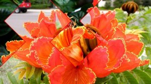 Африканское тюльпанное дерево или Спатодея колокольчатая