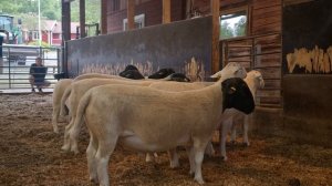 Дорпер. разница между белым и черноголовым Дорпером на мой взгляд.