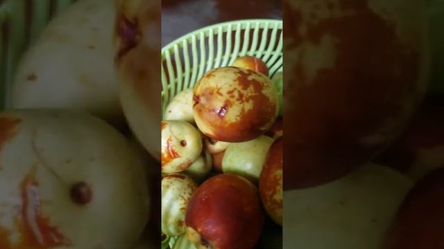 Ziziphus Jujuba aka Jujube смотреть онлайн