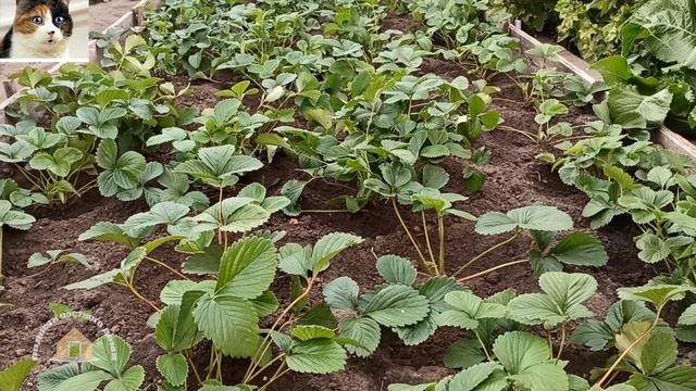 Как часто поливать клубнику от посадки до плодоношения смотреть онлайн