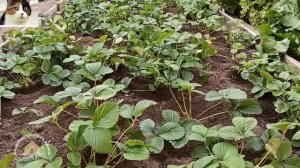 Как часто поливать клубнику от посадки до плодоношения