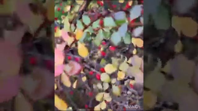 Падают листья