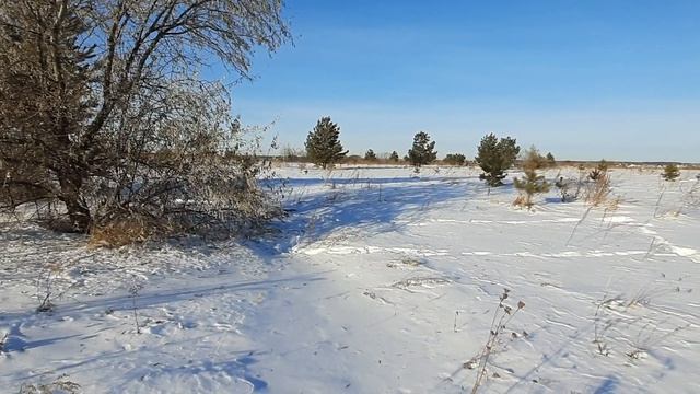 7 полезных свойств лавра, увидите как изменится жизнь смотреть онлайн