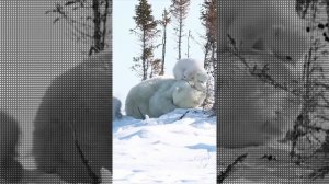 Кто лишний белый медведь пингвин .  Who is the extra polar bear penguin