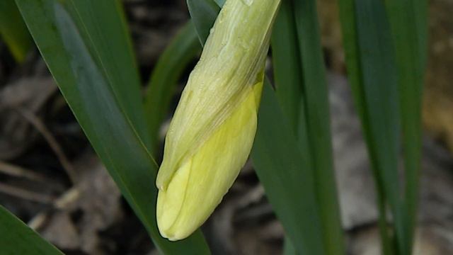 Нарцисс ранний 2 22 03 2020 л