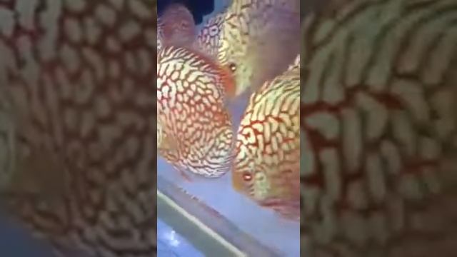 Pigeon CheckerBoard Discus смотреть онлайн