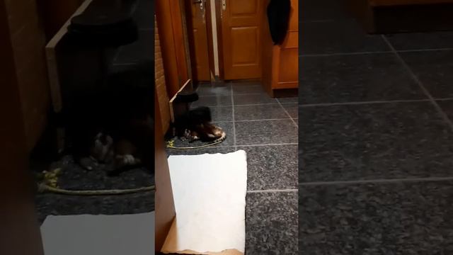 Бенгалы и йорк