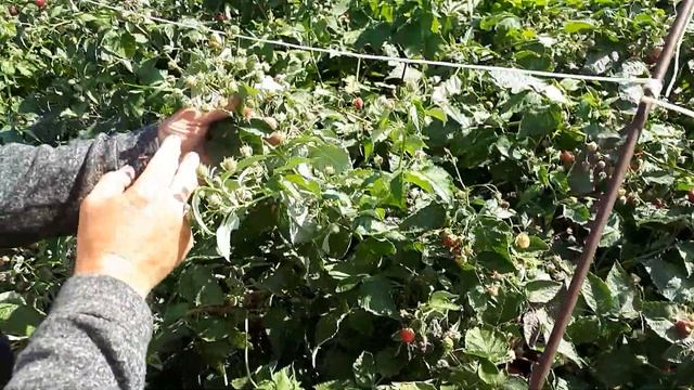 Скрещиваем ремонтантные сорта малины Малиновую сливу с Владимиром. смотреть онлайн