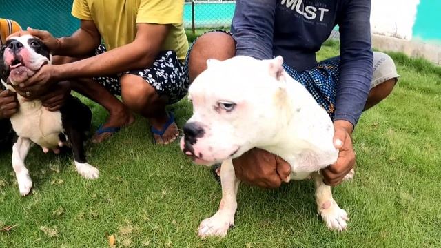 Biggest Dog Kennel in Kolkata। American Bully, French Bulldog & Boxer Puppy Sell। смотреть онлайн