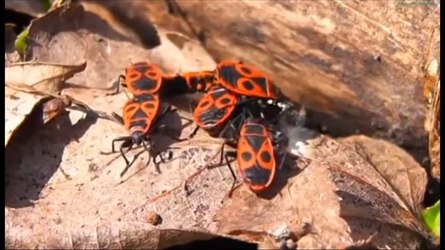 История посёлка Камыши Курского района Курской области смотреть онлайн