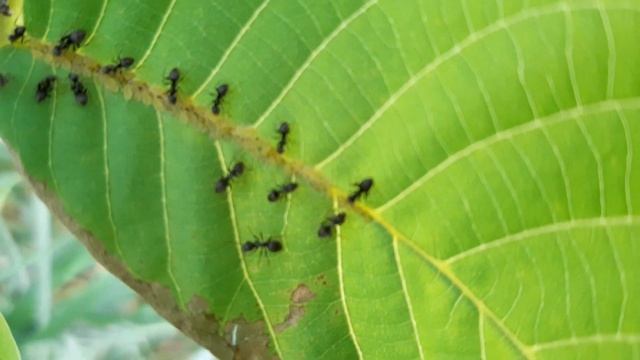 Жизнь насекомых. Тля и муравьи. смотреть онлайн