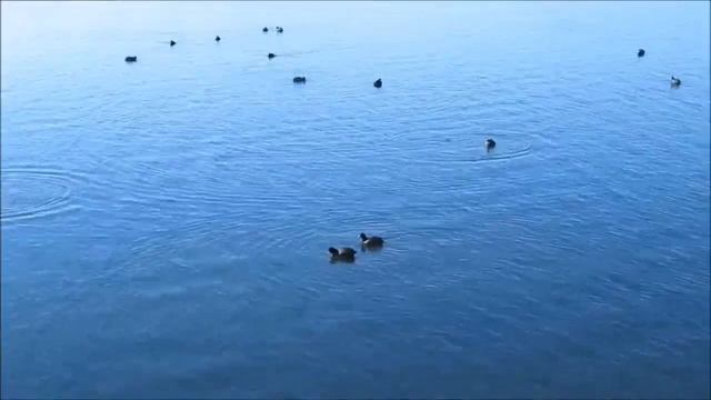 Birds living in the swamp, दलदल में रहने वाले पक्षी, Птицы, живущие в болоте, 住在沼泽里的鸟, 늪에 사는 새들, смотреть онлайн