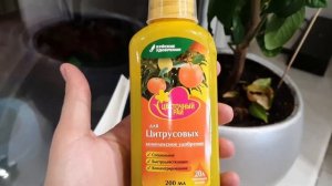 Лимон из косточки на подоконнике + обрезка и формирование кроны