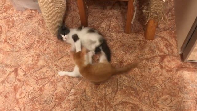 Чарлик и Орион