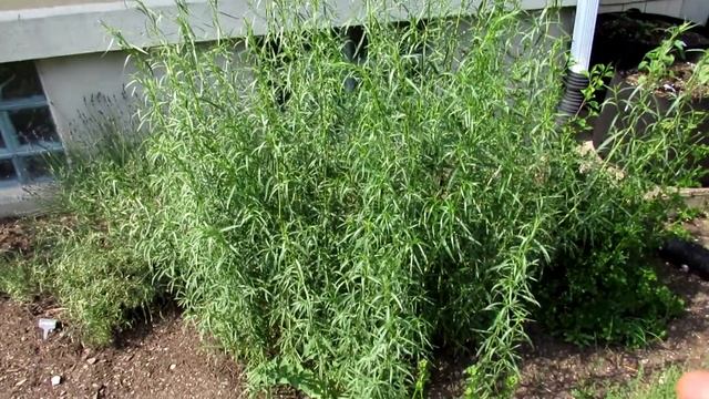 Russian Tarragon смотреть онлайн