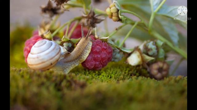 интересные факты об улитках. смотреть онлайн