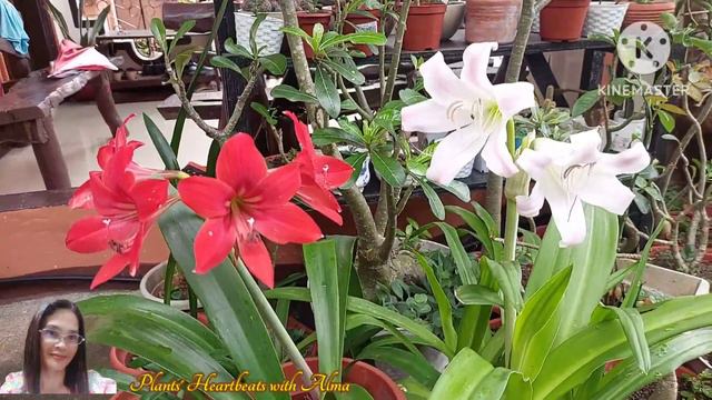 What Are The Few Differences Between These Two Plants That Belong To The Amaryllis Family? смотреть онлайн