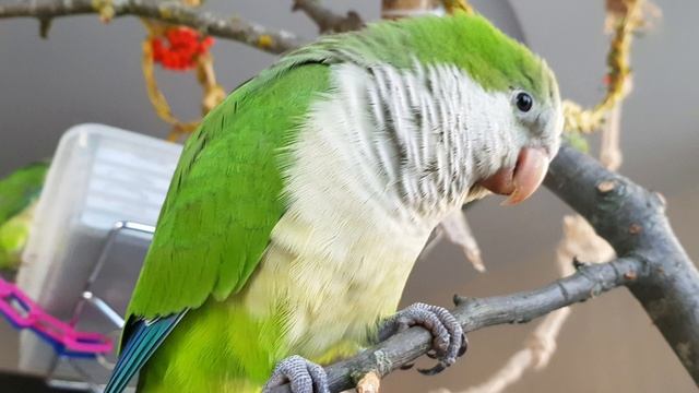 СЛАДКИЙ ЗАЙЧИК! СТИШОК ДЛЯ ОБУЧЕНИЯ ПОПУГАЯ ГОВОРИТЬ. УРОК ДЛЯ ПОПУГАЯ. смотреть онлайн
