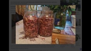 Как приготовить домашний «корневин» из картофельных проростков?