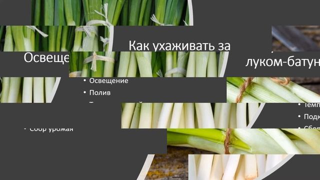 Как вырастить лук-батун на подоконнике смотреть онлайн