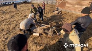 Кастрирование лошади 2020 весна