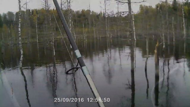 Карелия Болотная щука Рыбалка на спиннинг в затопленном лесу)) смотреть онлайн