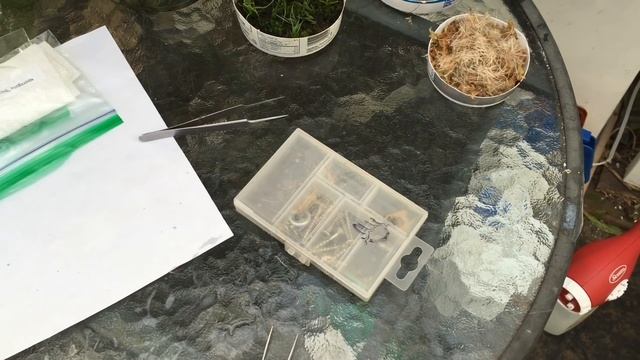 GROWING BROMELIADS FROM SEEDS HOW TO SOW BROMELIAD SEEDS смотреть онлайн