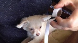 Длинношерстные ЧИХУАХУА.Клеим уши щенкам чихуахуа, Взвешиваем щенков. У нас можно купить щенка Чиху