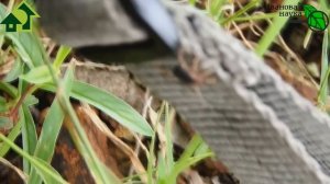 Этот КЛЕЩ догонит и выпьет В 4 РАЗА БОЛЬШЕ КРОВИ! И может наградить СМЕРТЕЛЬНОЙ БОЛЕЗНЬЮ!