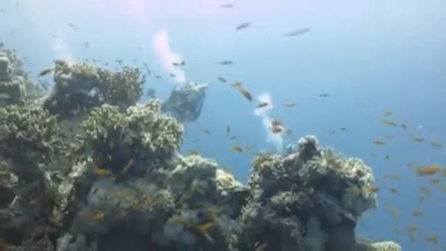 Diving Brayka Bay in Marsa Alam смотреть онлайн