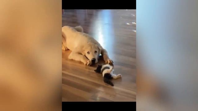 Смешные котики #79.mp4 смотреть онлайн