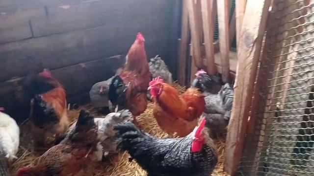 Птичник//переселила Амерауканов// отселила чёрного петуха с курочками смотреть онлайн