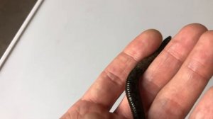 Размножение медицинских пиявок. Как определить беременную особь?