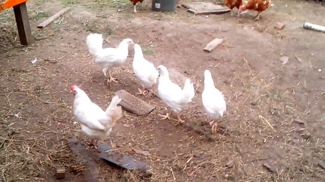 KoZa DeReZa / ПОКУПКА МАЛОДОЧЕК / смотреть онлайн