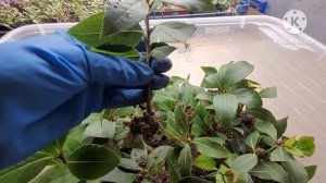 Как укореняется ЛАВР. Размножаем с советами от Ани