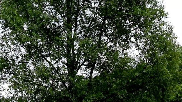Salice bianco (Salix alba) смотреть онлайн