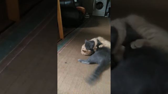 Алуга-луга-луга коты Please Go Away