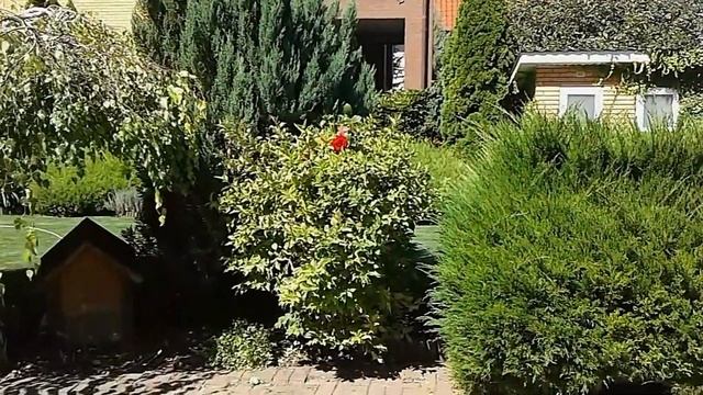 Вейгела. Обрезка вейгелы. Преобразование вейгелы в вазу с розами. 1 часть. смотреть онлайн