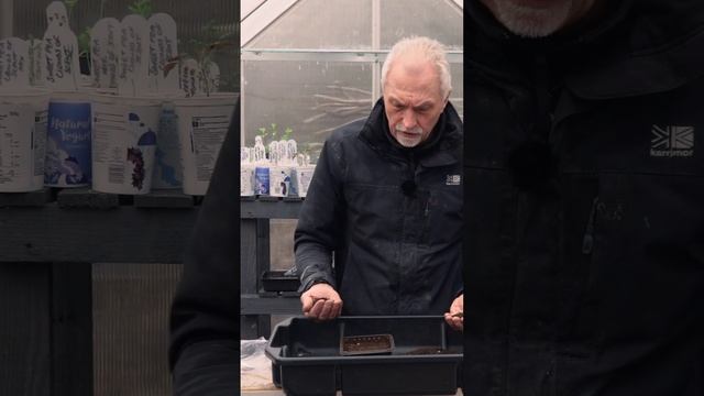 How to Sow Dahlia Seeds ? (Best Method) смотреть онлайн